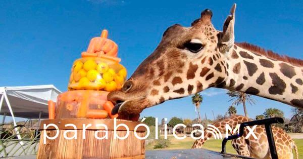 Se integra Benito a la manada de jirafas de Africam; ya hay piñatas y talavera en su honor