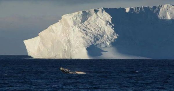 Continúa a la deriva el iceberg A23; amenaza rutas de alimentación de animales