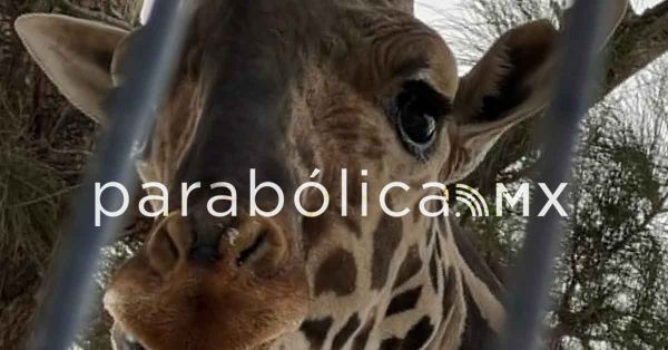 Se sumará Benito a los atractivos de la ciudad de Puebla y Africam Safari: Adán Domínguez