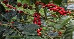 Crece 72% producción de café en Puebla para 2023: SDR