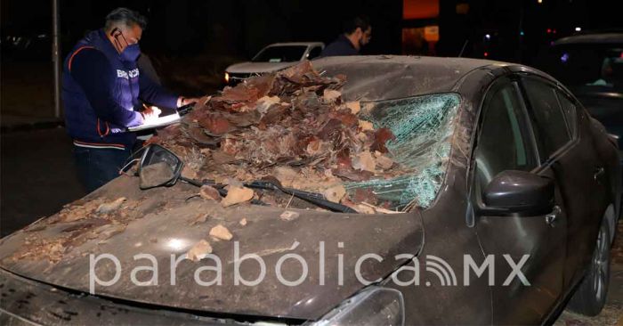 Llama el ayuntamiento a reportar especies de &aacute;rboles y palmeras enfermas