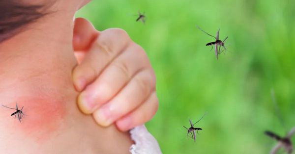 Hay 77 casos de dengue confirmados en el estado de Puebla