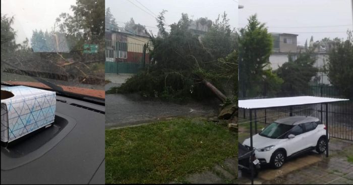Suman tres árboles caídos en Bosques de San Sebastián