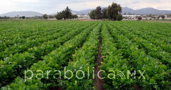 Releg&oacute; la 4T a organizaciones campesinas: fundaci&oacute;n &ldquo;&Uacute;rsulo Galv&aacute;n&rdquo;