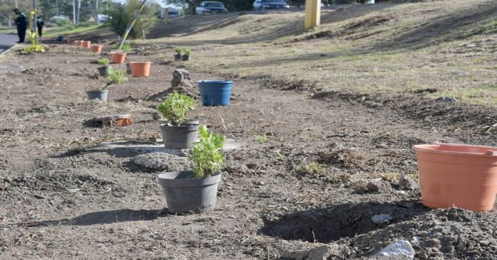 Siembran 14 mil árboles en la capital poblana del programa "Aire Joven"