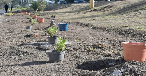 Siembran 14 mil árboles en la capital poblana del programa "Aire Joven"
