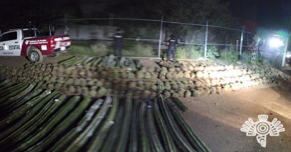 Detienen a tres personas que transportaban plantas en peligro de extinción