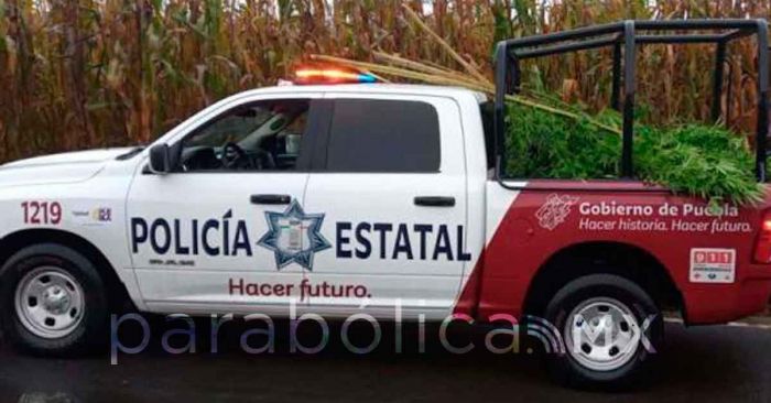 Localiza SSP plantas de marihuana en un terreno baldío de Chignautla