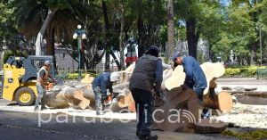 Termina en una mañana la historia de un árbol de 100 años