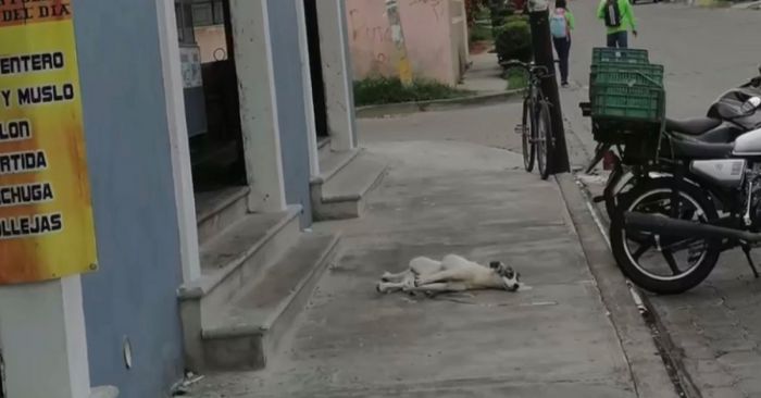 Dan balazo a un perro afuera de una carnicer&iacute;a