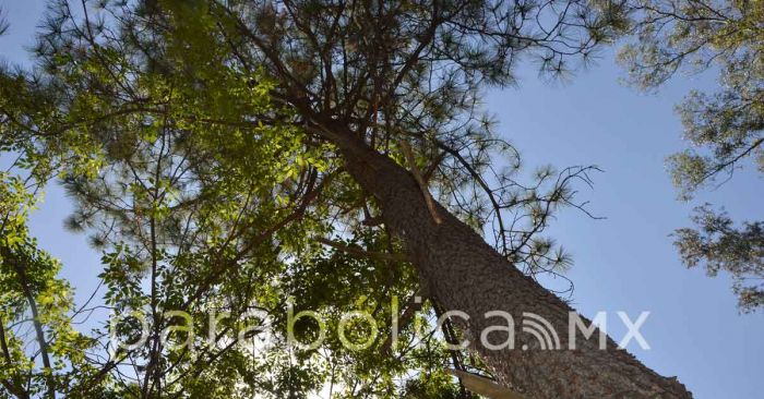 Marín, Moreno Valle y Gali, devastaron el medio ambiente: Barbosa