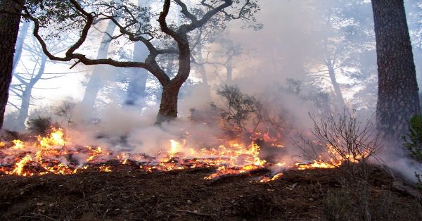 Están 3 incendios forestales activos en el estado de Puebla