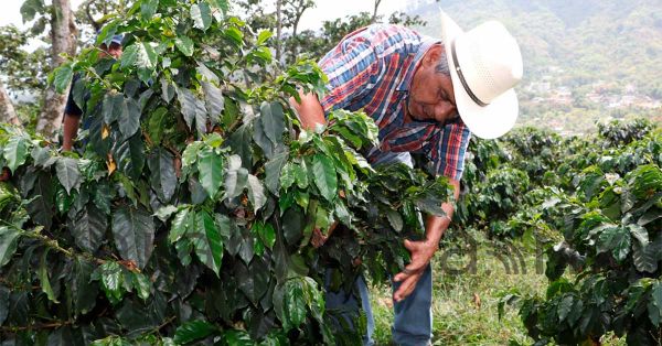Continuará SDR comprometida con recuperación de la cafeticultura poblana
