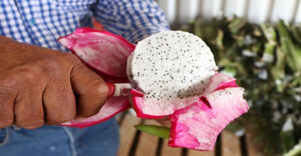 Desarrolla SDR gira de transferencia de tecnología con productores de pitahaya