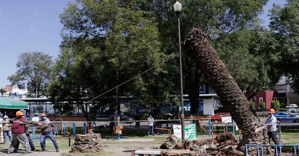 Retira Ayuntamiento 18 palmeras enfermas