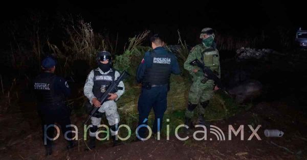 Aseguran un terreno con marihuana en San Andr&eacute;s Azumiatla