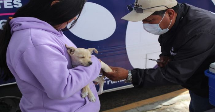 Realizan jornadas de vacunaci&oacute;n para perros y gatos en Puebla
