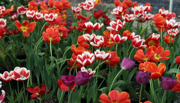 Conoce las diversas flores que se cultivan en Puebla para Día del Amor y la Amistad