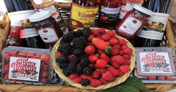 Anuncian “Feria de las Berries” en Huejotzingo