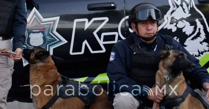 Conócelos: Ellos son los 12 nuevos canes de la Policía Municipal