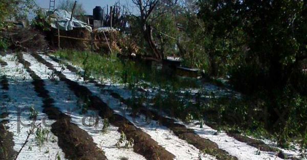 Se reportan daños en al menos 300 hectáreas de hortalizas y frutas por bajas temperaturas