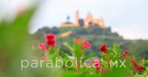 Comienza a florear el cempasúchil en campos de Puebla y Tlaxcala