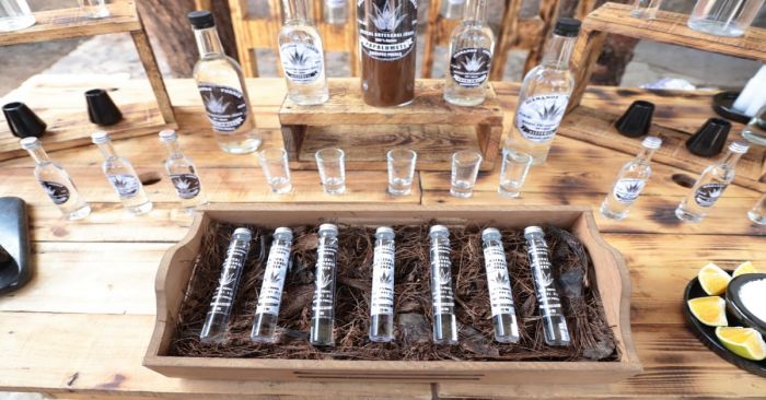 Anuncian la Ruta Agroturística de Mezcal en Zapotitlán Salinas