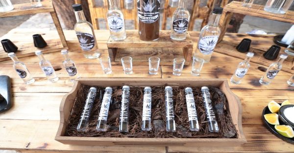Anuncian la Ruta Agroturística de Mezcal en Zapotitlán Salinas
