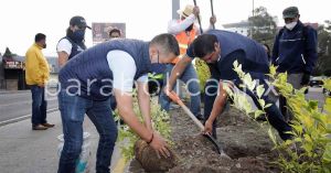 Se plantarán más de 15 mil árboles en San Andrés Cholula: Tlatehui