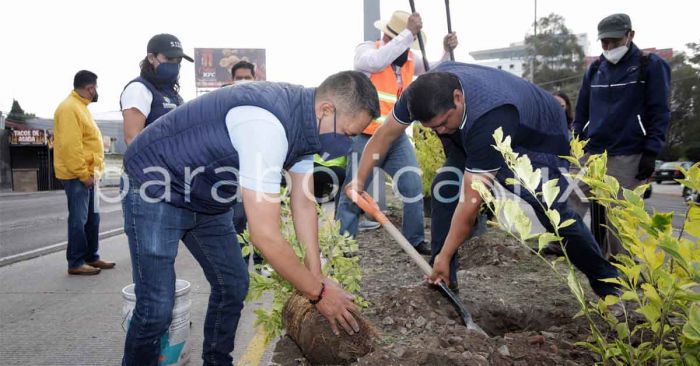 Se plantarán más de 15 mil árboles en San Andrés Cholula: Tlatehui