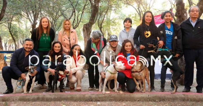 Buscara ayuntamiento esterilizar a más de 3 mil perros y gatos