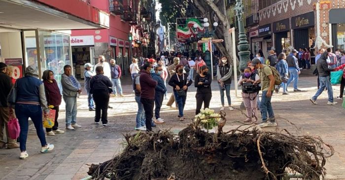 Hasta que FGE concluya investigaci&oacute;n ser&aacute; retirado tronco de la 5 de Mayo