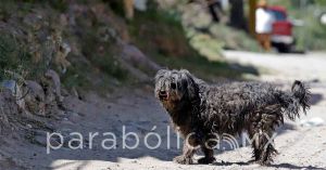 Procesan a mujer por presuntamente envenenar a perrita en Tehuacán