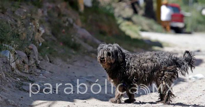 Procesan a mujer por presuntamente envenenar a perrita en Tehuacán