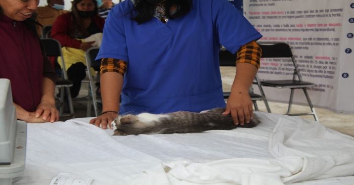 Llevan m&aacute;s de tres mil gatos esterilizados en jornadas gratuitas en la capital poblana