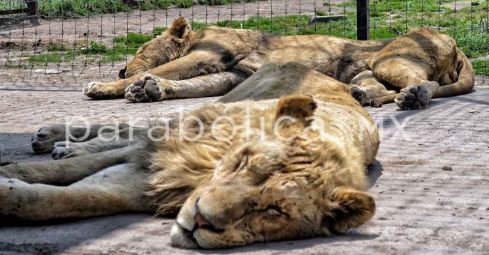 Rescata Africam Safari a felinos abandonados por Black Jaguar White Tiger