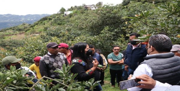 Impulsará SDR cultivo de aguacate en Chichiquila tras petición en “Martes Ciudadano”