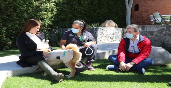 Promueven en Puebla el rescate y adopción de canes