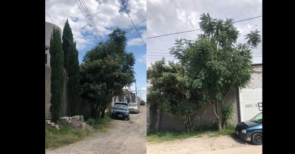 Piden retirar ramas de un &aacute;rbol en la Hermanos Serd&aacute;n
