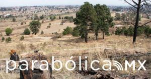 Intervienen en el Cerro Zapotecas cerca de mil árboles dañados por plaga