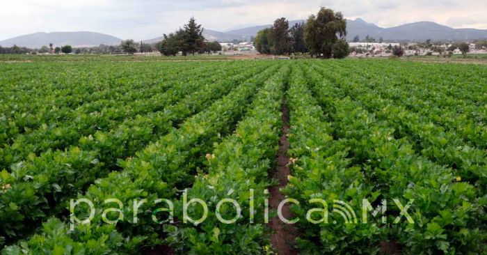 Jitomate, apio, tuna y brócoli poblano llegarán a Oklahoma: SDR