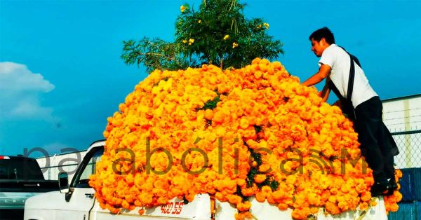 Se corta y vende la flor de muerto que va de Atlixco a 17 estados y EEUU