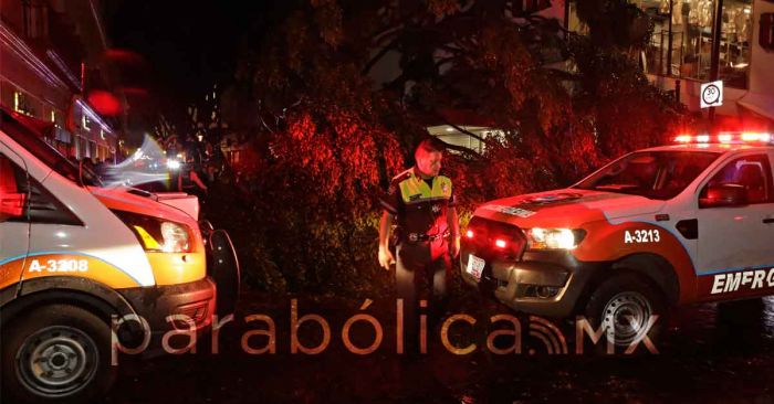 Confirma ayuntamiento el deceso de un joven por la ca&iacute;da de &aacute;rboles
