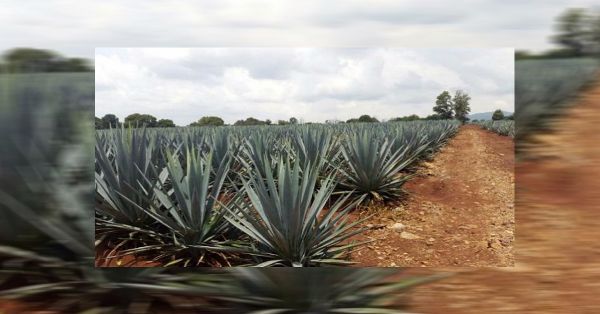 Conoce la ruta del Mezcal y Ecoturismo en la Sierra Negra