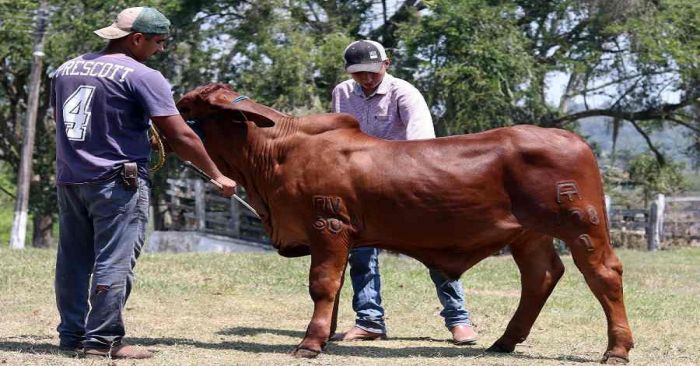 Sin brotes confirmados de rabia paralítica bovina en Sierra Norte