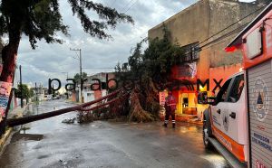 Saldo blanco, pese a lluvias y caída de árboles en la capital