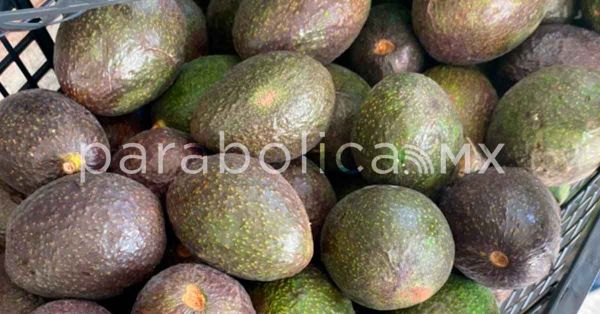 Apoya SDR a productores de aguacate con tiendas de autoservicio