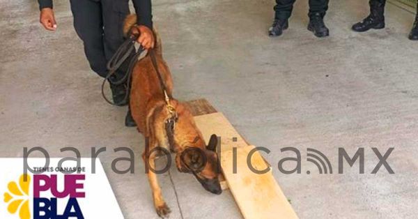 Impide oficial canino ingreso de celulares al Centro Penitenciario de Tepexi