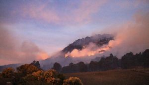 Liquidados ocho de 10 incendios reportados: Medio Ambiente