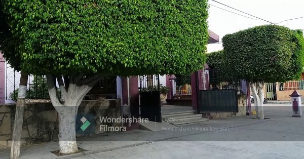 Denuncian matanza de perros y gatos en Rancho "Juanitos" de Izúcar
